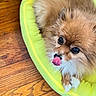 Foxy joined the competition — help win amazing prizes! dog, pomeranian, pet, tongue_out, bed, green_bed, fluffy, cute, indoor, wooden_floor, small_dog, animal, fur, looking_up, resting, cozy, domestic, playful, closeup, adorable