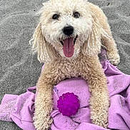 Benji joined the competition — help win amazing prizes! animal, beach, canine, curly_fur, cute, dog, fun, fur, happy, lying_down, outdoor, pet, playful, purple_ball, purple_towel, resting, sand, smiling, summer, tongue_out