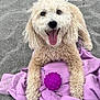 animal, beach, canine, curly_fur, cute, dog, fun, fur, happy, lying_down, outdoor, pet, playful, purple_ball, purple_towel, resting, sand, smiling, summer, tongue_out