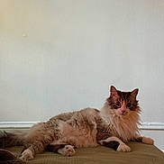 Dexter joined the competition — help win amazing prizes! cat, fluffy, long_hair, relaxed, indoor, pet, animal, feline, curious, lying_down, whiskers, ears, paws, tail, home, cozy, soft_light, texture, wall, mammal