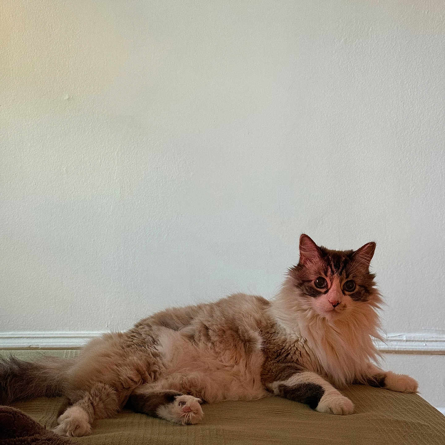 Dexter