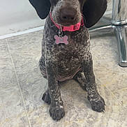 Mercedes is registered to the contest to win money with this photo: puppy, dog, pet, collar, indoor, floor, tile, sitting, cute, brown, white, spotted, ears, tag, animal, young, looking, expression, pink, domestic