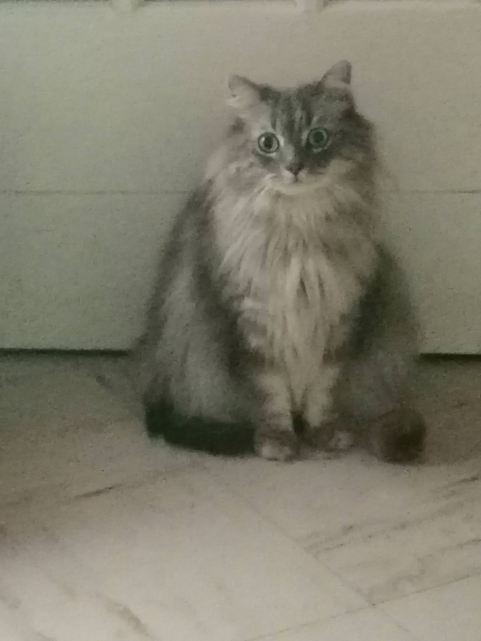 Joyce a rejoint le concours — aidez-le/la à gagner de superbes lots ! british_longhair, carnivore, cat, comfort, felidae, flooring, fur, grey, maine_coon, monochrome, monochrome_photography, paw, ragdoll, sitting, small_to_medium_sized_cats, snout, tail, terrestrial_animal, whiskers