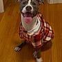 dog, plaid_shirt, tongue_out, happy, indoor, wooden_floor, pet, canine, smiling, ears_up, sitting, brown_floor, white_paws, gray_dog, domestic_animal, cute, companion, animal_clothing, flooring, doorway