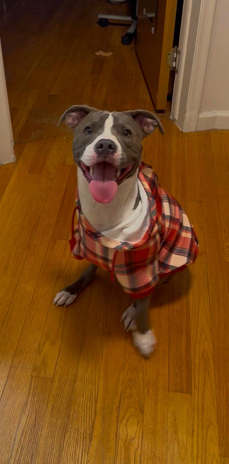 Boss joined the competition — help win amazing prizes! dog, plaid_shirt, tongue_out, happy, indoor, wooden_floor, pet, canine, smiling, ears_up, sitting, brown_floor, white_paws, gray_dog, domestic_animal, cute, companion, animal_clothing, flooring, doorway