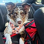 dog, car_interior, harness, heterochromia, blue_eye, brown_eye, pet, animal, seat, red_carrier, sunlight, window, black_seat, fur, ears, nose, paw, closeup, daylight, cute