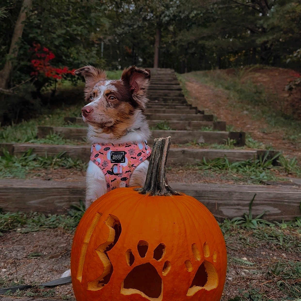 Luna is registered to the contest to win money with this photo: animal, autumn, carved_pumpkin, cute, dog, fall, forest, grass, harness, holiday, leaves, nature, outdoor, paw_prints, pet, pumpkin, seasonal, stairs, tree, wood