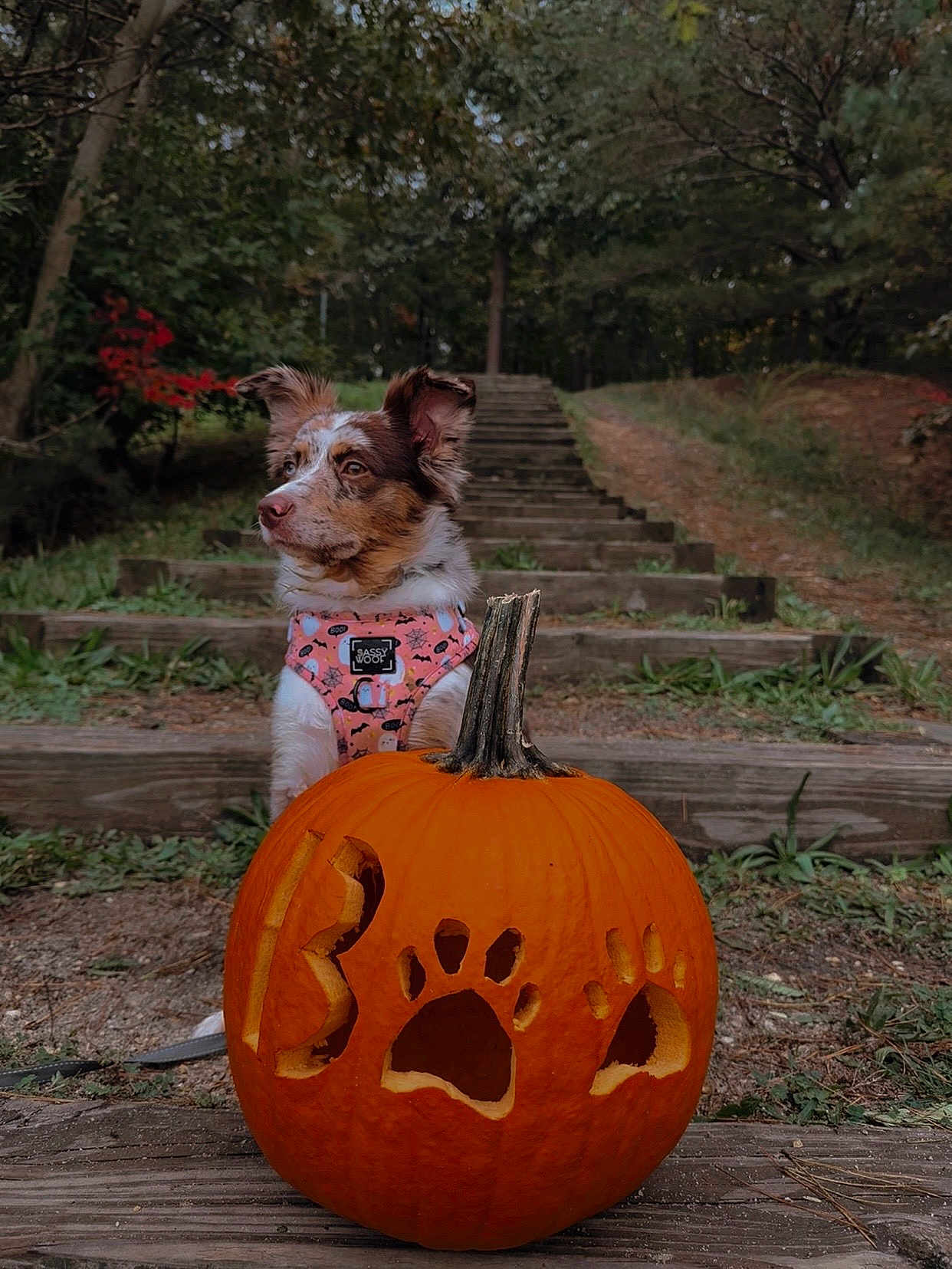 Luna is registered to the contest to win money with this photo: dog, pumpkin, carved_pumpkin, paw_prints, outdoor, stairs, forest, autumn, leaves, nature, harness, pet, animal, fall, wood, grass, tree, cute, holiday, seasonal