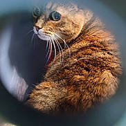 Kami participe au concours pour gagner de l'argent avec cette photo : animal, cat, circular_frame, close_up, curious, cute, eyes, feline, fluffy, focused, fur, indoor, looking_away, mammal, pet, portrait, soft_light, tabby, vignette, whiskers