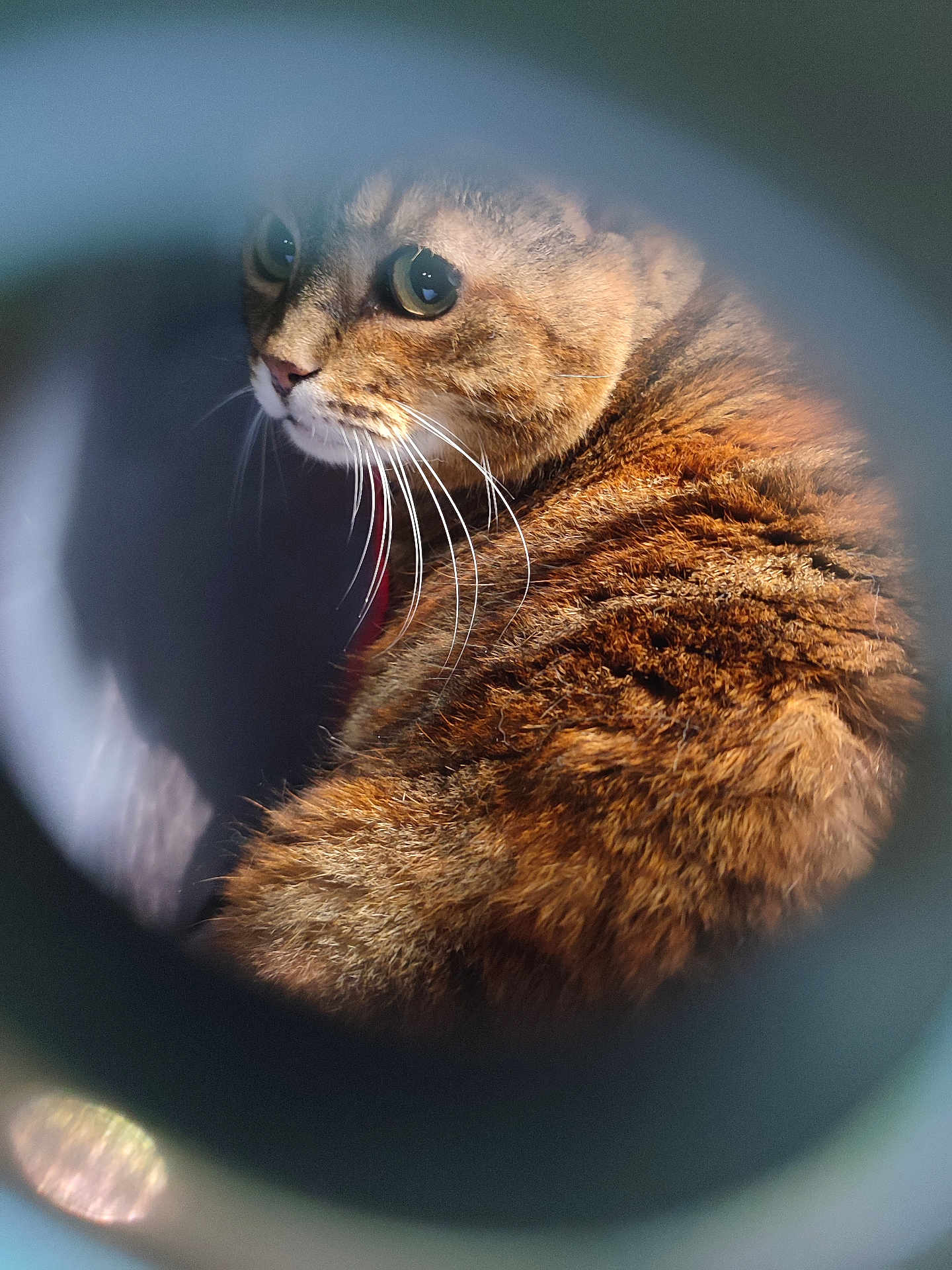 Kami