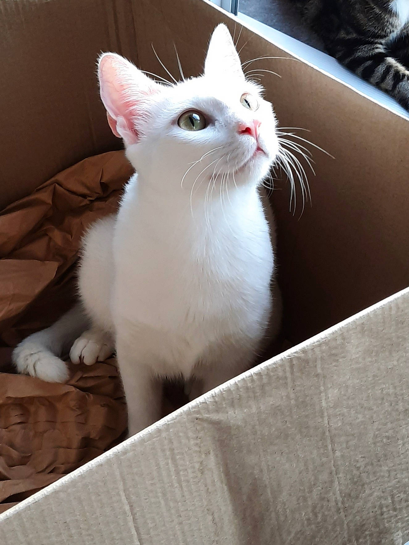 Yuki participe au concours pour gagner de l'argent avec cette photo : carnivore, cat, claw, comfort, domestic_short_haired_cat, eye, fawn, felidae, fur, paw, sitting, small_to_medium_sized_cats, snout, tail, terrestrial_animal, whiskers