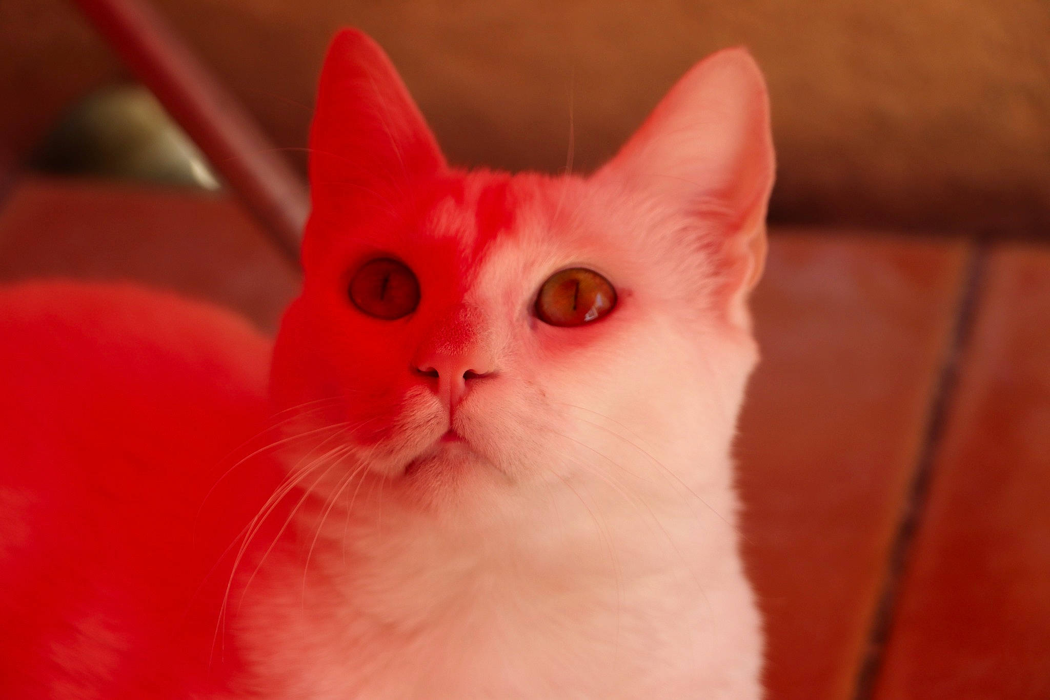 Yuki a rejoint le concours — aidez-le/la à gagner de superbes lots ! carmine, carnivore, cat, domestic_short_haired_cat, ear, fawn, felidae, fur, peach, small_to_medium_sized_cats, snout, whiskers, wood