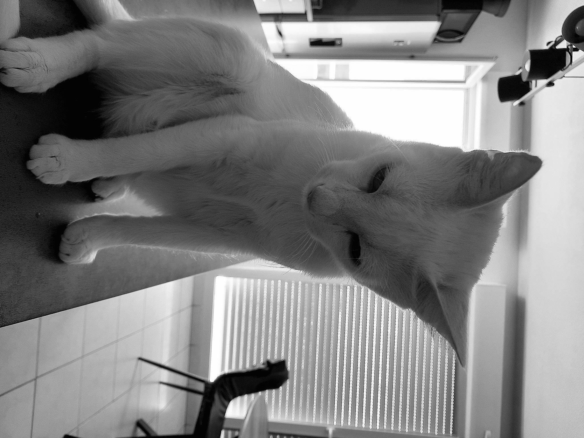 Yuki a rejoint le concours — aidez-le/la à gagner de superbes lots ! black, black_and_white, cat, felidae, finger, gesture, grey, human_leg, light, line, mammal, monochrome, monochrome_photography, photograph, snapshot, standing, style, thumb, vertebrate, white