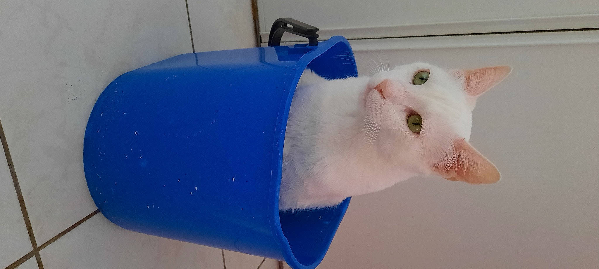 Yuki participe au concours pour gagner de l'argent avec cette photo : art, cat, cleanliness, creative_arts, electric_blue, fang, felidae, fin, gas, mammal, natural_material, paper, plastic, small_to_medium_sized_cats, tail, terrestrial_animal, whiskers