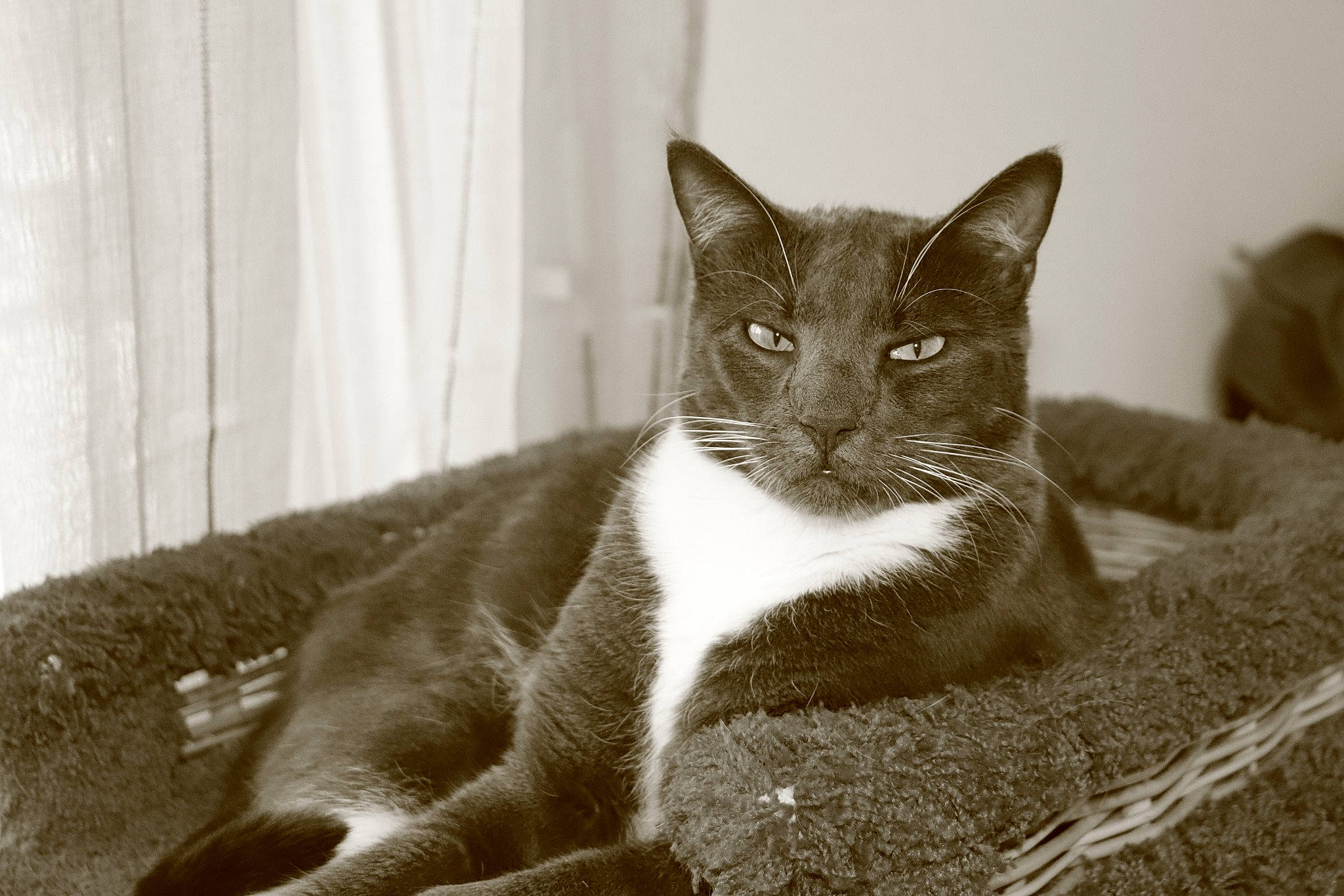 Negan a rejoint le concours — aidez-le/la à gagner de superbes lots ! carnivore, cat, curtain, domestic_short_haired_cat, felidae, fur, grey, monochrome, monochrome_photography, sitting, small_to_medium_sized_cats, snout, tail, terrestrial_animal, whiskers