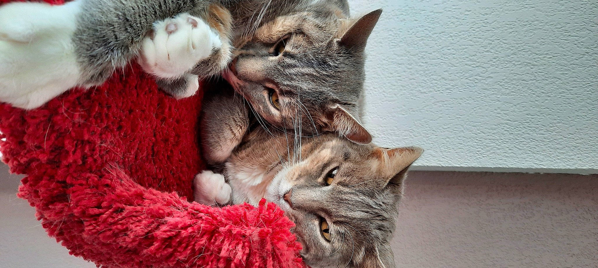 Dixon a rejoint le concours — aidez-le/la à gagner de superbes lots ! carnivore, cat, cat_supply, claw, close_up, comfort, domestic_short_haired_cat, ear, felidae, fur, lap, mammal, nap, paw, small_to_medium_sized_cats, snout, tail, whiskers