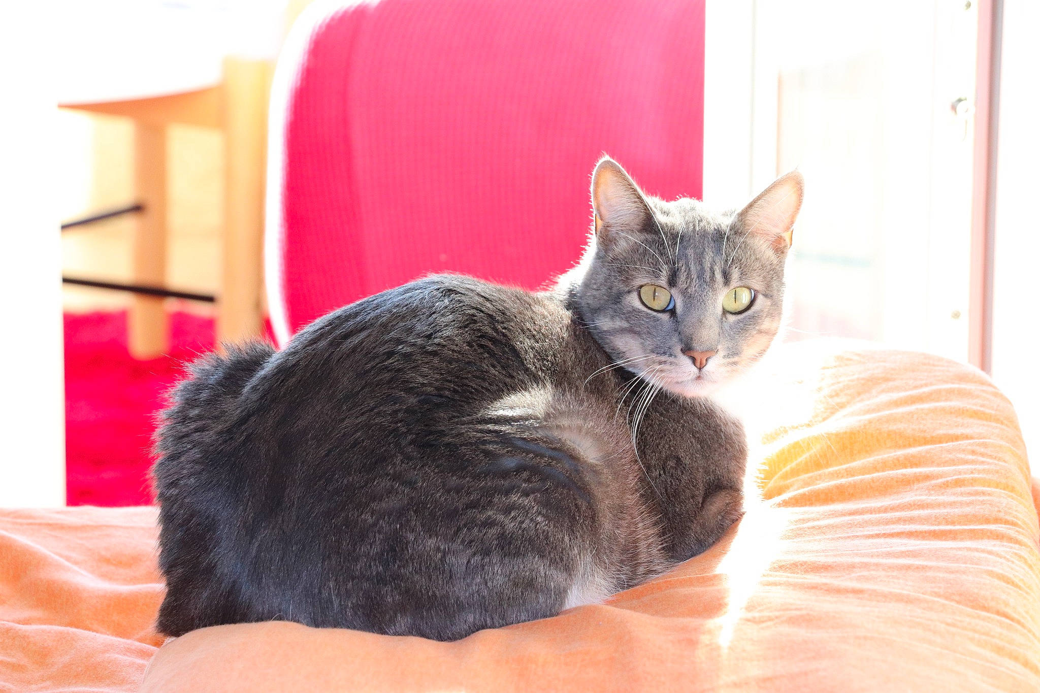 Dixon a rejoint le concours — aidez-le/la à gagner de superbes lots ! bed, carnivore, cat, cat_supply, chair, comfort, domestic_short_haired_cat, felidae, fur, grey, linens, paw, pet_supply, room, sitting, small_to_medium_sized_cats, snout, tail, whiskers, window