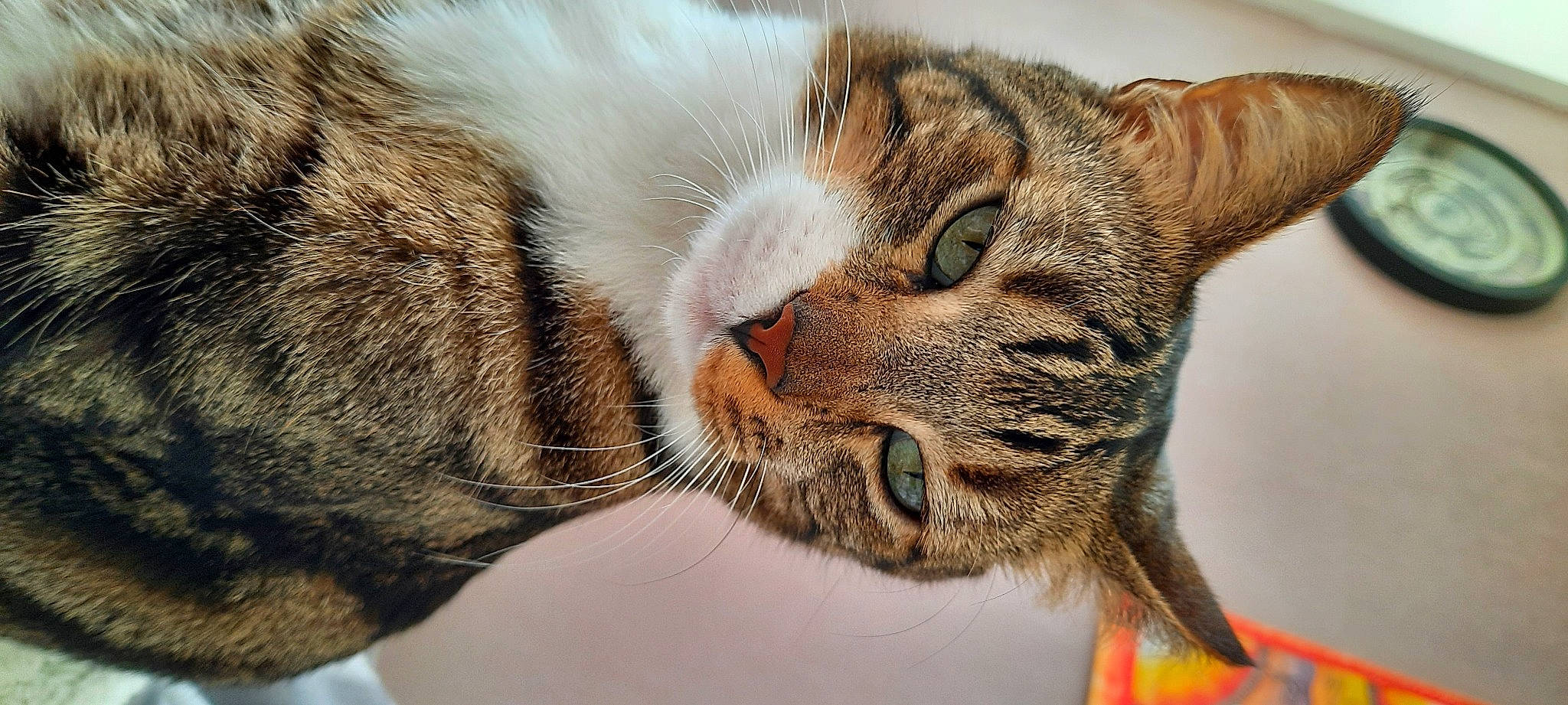 Sushi a rejoint le concours — aidez-le/la à gagner de superbes lots ! carnivore, cat, claw, close_up, domestic_short_haired_cat, ear, felidae, fur, macro_photography, paw, small_to_medium_sized_cats, snout, terrestrial_animal, whiskers, wildlife