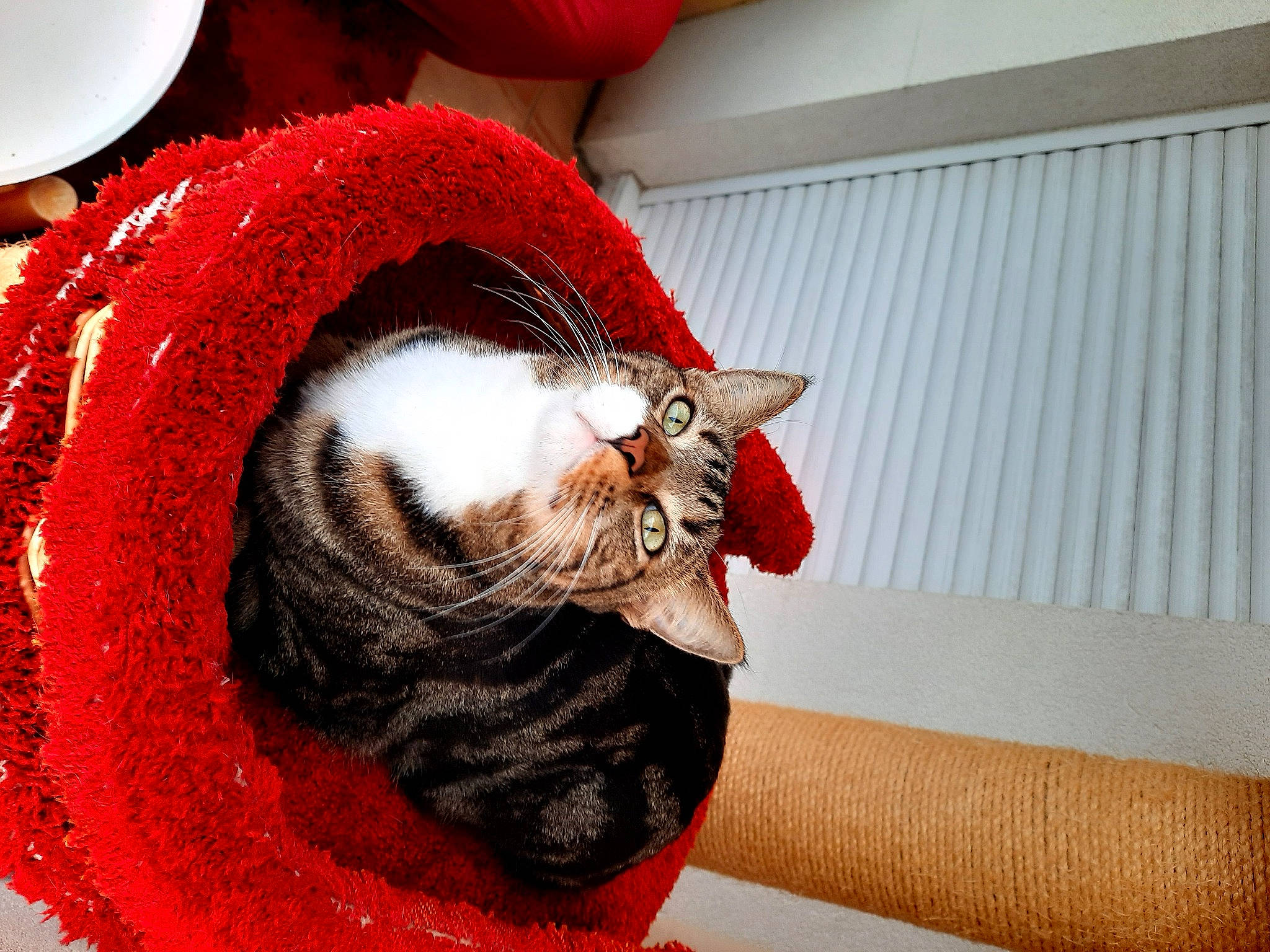 Sushi a rejoint le concours — aidez-le/la à gagner de superbes lots ! carmine, carnivore, cat, cat_supply, claw, comfort, domestic_short_haired_cat, felidae, fur, paw, room, small_to_medium_sized_cats, snout, tail, thread, vertebrate, whiskers, window, wool, woolen