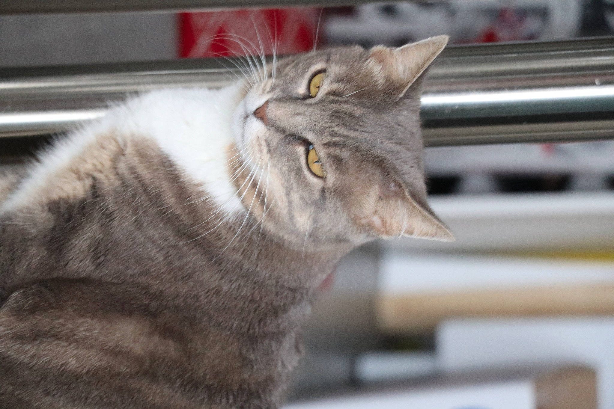 Arya participe au concours pour gagner de l'argent avec cette photo : carnivore, cat, claw, domestic_short_haired_cat, eye, felidae, fur, paw, plant, small_to_medium_sized_cats, snout, tail, terrestrial_animal, whiskers