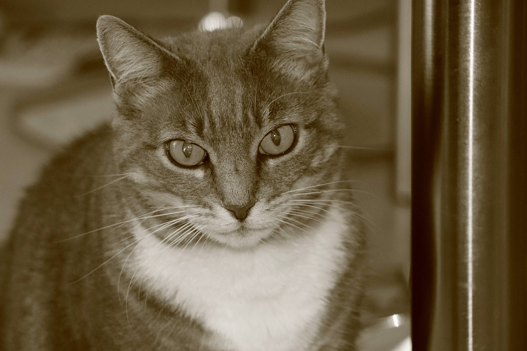 Arya a rejoint le concours — aidez-le/la à gagner de superbes lots ! carnivore, cat, domestic_short_haired_cat, door, eye, face, felidae, fur, grey, hair, head, human_body, monochrome, monochrome_photography, small_to_medium_sized_cats, snout, terrestrial_animal, whiskers, wildlife, window