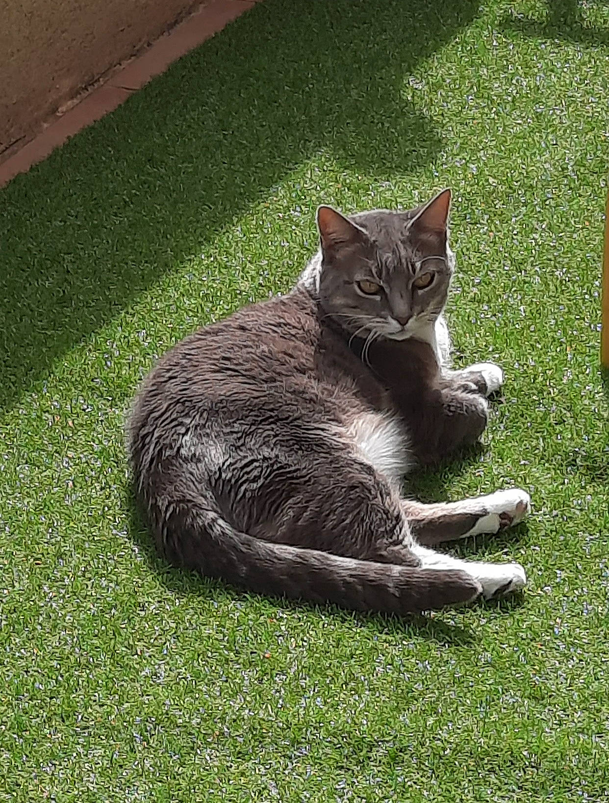 Arya participe au concours pour gagner de l'argent avec cette photo : art, black_cat, carnivore, cat, domestic_short_haired_cat, felidae, fur, grass, grassland, groundcover, paw, plant, shadow, sitting, small_to_medium_sized_cats, snout, tail, terrestrial_animal, whiskers, wildlife