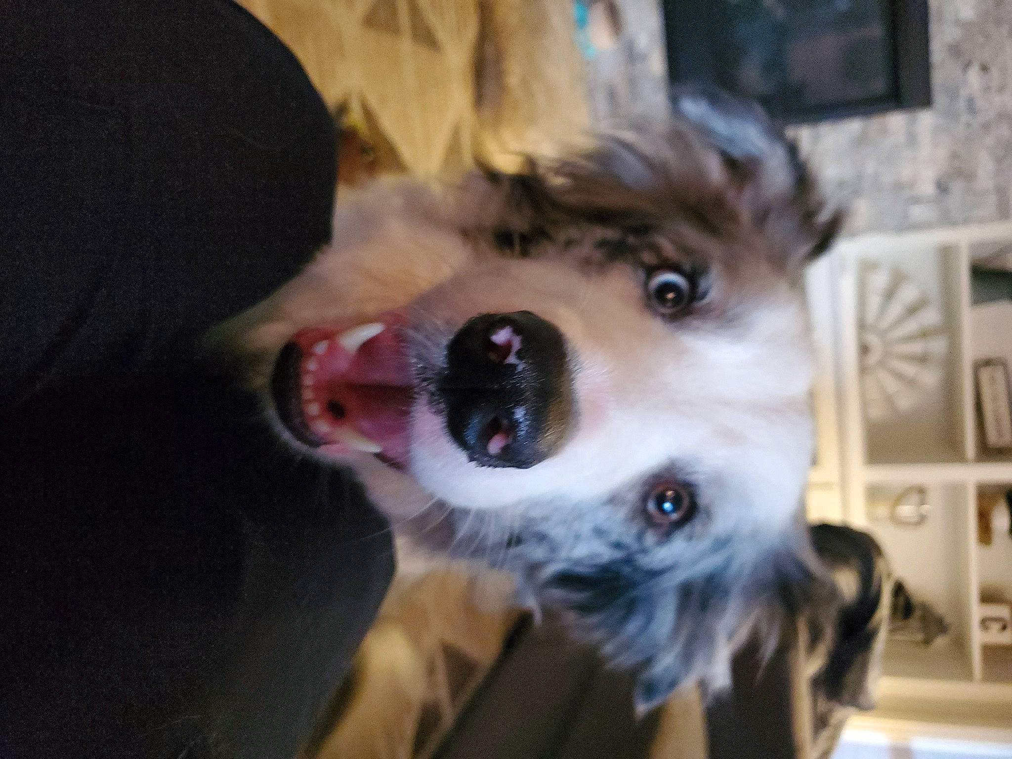 Zuko is registered to the contest to win money with this photo: canidae, carnivore, companion_dog, dog, dog_breed, fawn, felidae, fur, fur_clothing, non_sporting_group, puppy, selfie, small_to_medium_sized_cats, snout, spitz, sporting_group, sunglasses, toy_dog, whiskers, working_animal