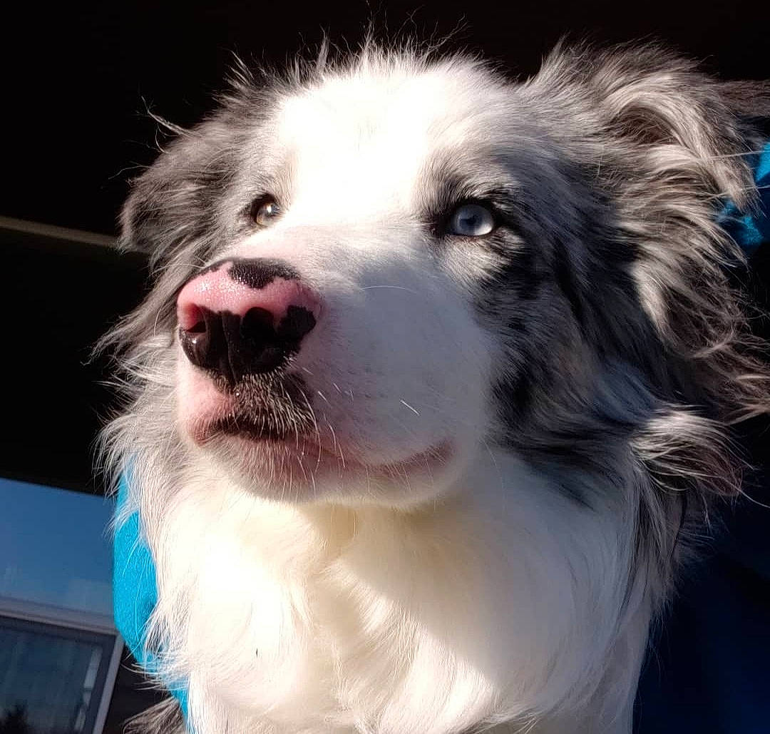 Zuko joined the competition — help win amazing prizes! australian_collie, australian_shepherd, canidae, carnivore, companion_dog, dog, dog_breed, eye, fang, fur, happy, herding_dog, jaw, miniature_australian_shepherd, plant, puppy, snout, sporting_group, whiskers, working_dog