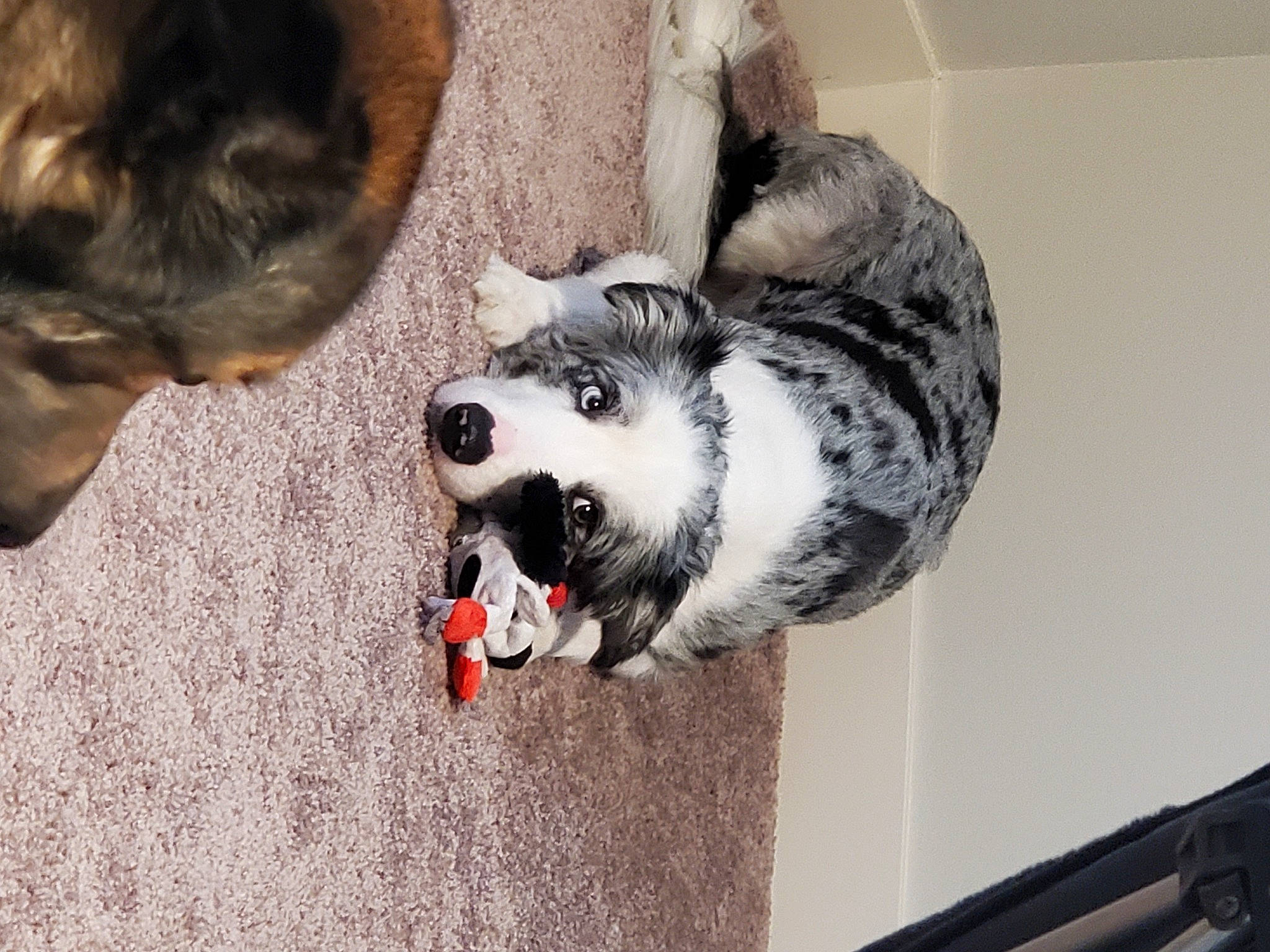 Zuko is registered to the contest to win money with this photo: australian_cattle_dog, canidae, carnivore, collar, companion_dog, dalmatian, dog, dog_breed, fawn, felidae, fur, grey, paw, small_to_medium_sized_cats, snout, sporting_group, tail, whiskers, window, working_animal