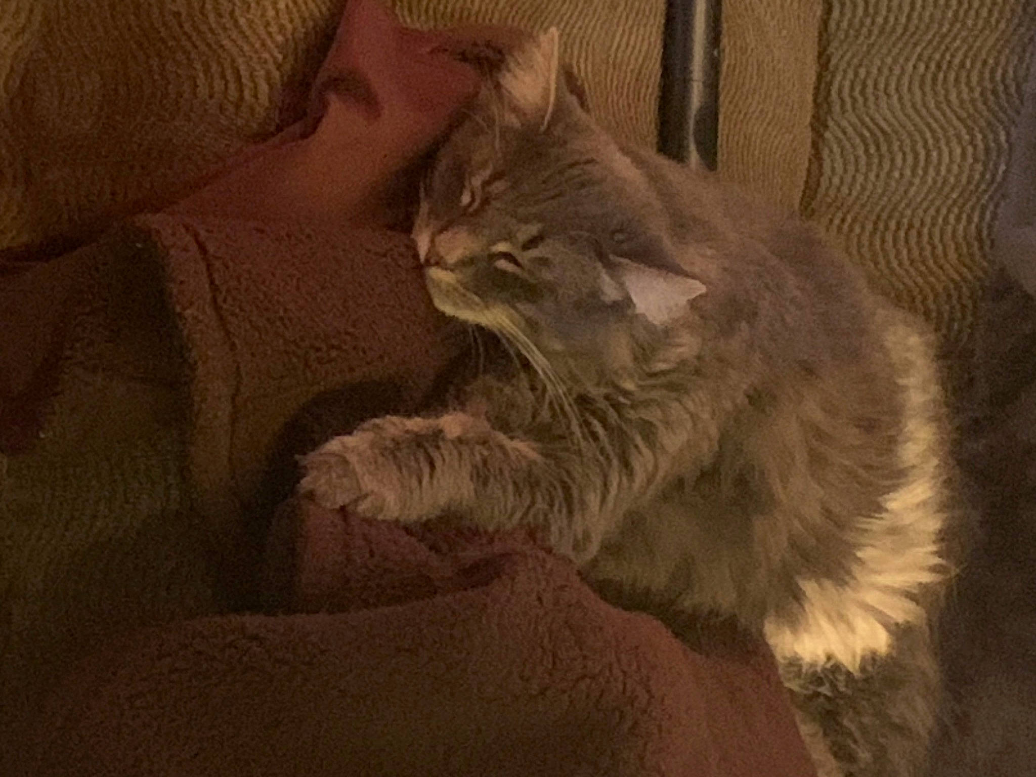 Kiki is registered to the contest to win money with this photo: carnivore, cat, claw, comfort, darkness, domestic_short_haired_cat, fawn, felidae, fur, grey, nap, paw, small_to_medium_sized_cats, snout, tail, terrestrial_animal, whiskers, wood