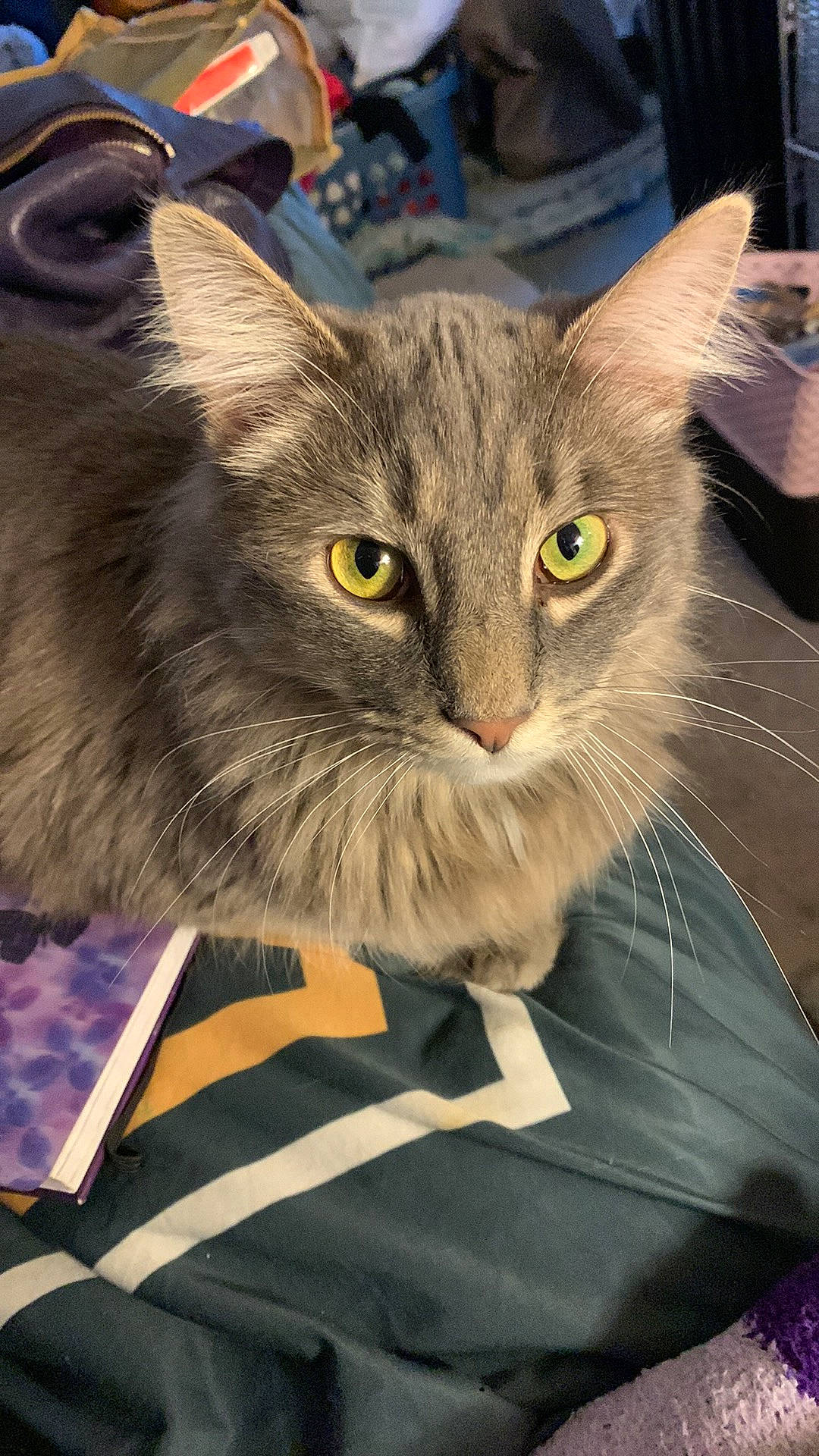 Kiki joined the competition — help win amazing prizes! carnivore, cat, domestic_short_haired_cat, eye, fawn, felidae, fur, hair, small_to_medium_sized_cats, snout, terrestrial_animal, whiskers, wildlife