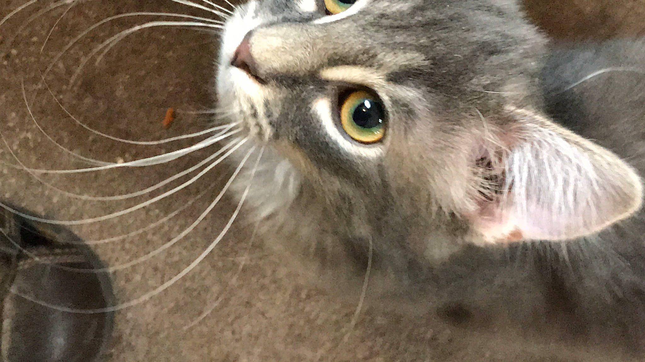 Kiki is registered to the contest to win money with this photo: bird_of_prey, carnivore, cat, close_up, domestic_short_haired_cat, falconiformes, felidae, fur, macro_photography, photo_caption, small_to_medium_sized_cats, snout, terrestrial_animal, whiskers, wildlife