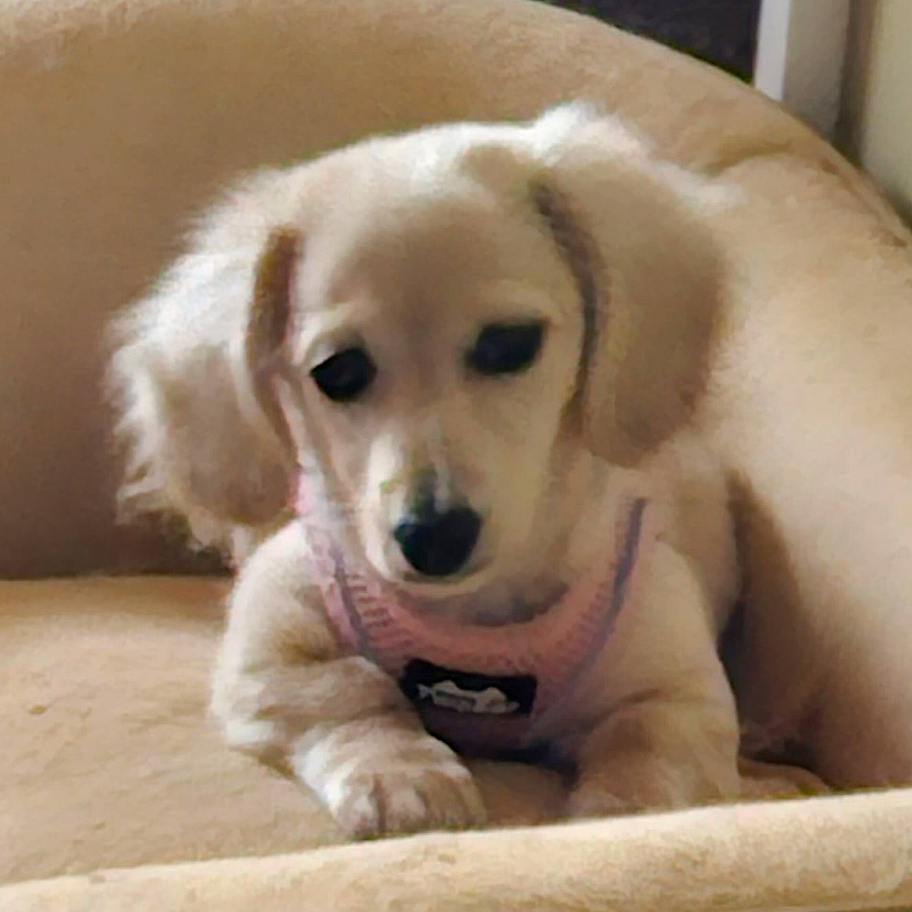 Layla joined the competition — help win amazing prizes! bored, canidae, carnivore, companion_dog, dog, dog_breed, eye, fawn, fur, livestock_guardian_dog, paw, plant, puppy, shout, snout, sporting_group, tail, terrestrial_animal, whiskers, working_animal