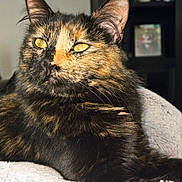Whiskey is registered to the contest to win money with this photo: animal, blanket, cat, closeup, cute, domestic_cat, ears, eyes, feline, fluffy, fur, golden_eyes, indoor, pet, portrait, relaxed, resting, soft_texture, tortoiseshell, whiskers