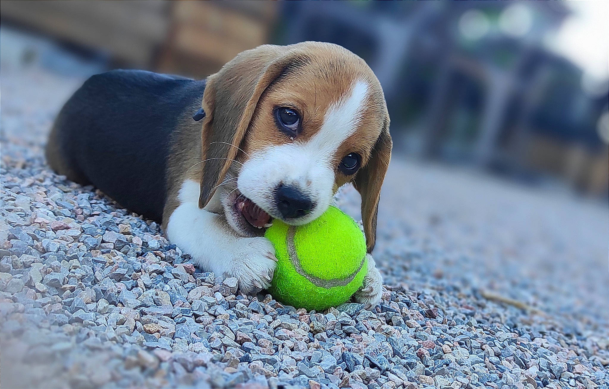 Una a rejoint le concours — aidez-le/la à gagner de superbes lots ! ball, carnivore, companion_dog, dog, dog_breed, dog_supply, football, grass, hound, pet_supply, road_surface, scent_hound, snout, sporting_group, sports_equipment, sports_toy, tennis_ball, terrestrial_animal, toy, whiskers