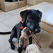 Aska participe au concours pour gagner de l'argent avec cette photo : dog, black_dog, puppy, toy, rope_toy, indoor, living_room, floor, tile_floor, furniture, coffee_table, tv_stand, collar, pet_tag, playful, pet, animal, cute, young_dog, domestic_animal