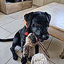 dog, black_dog, puppy, toy, rope_toy, indoor, living_room, floor, tile_floor, furniture, coffee_table, tv_stand, collar, pet_tag, playful, pet, animal, cute, young_dog, domestic_animal