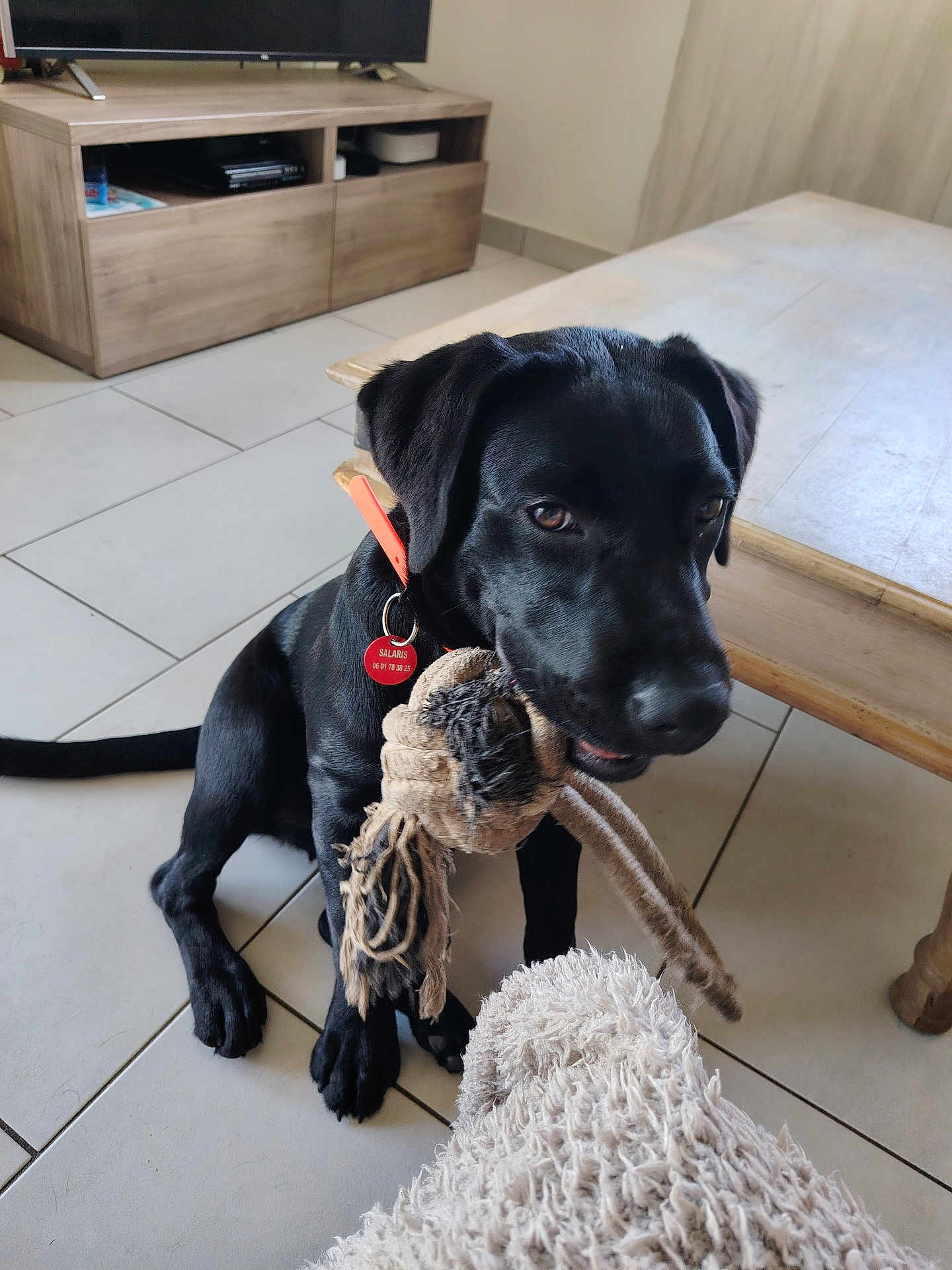 Aska participe au concours pour gagner de l'argent avec cette photo : dog, black_dog, puppy, toy, rope_toy, indoor, living_room, floor, tile_floor, furniture, coffee_table, tv_stand, collar, pet_tag, playful, pet, animal, cute, young_dog, domestic_animal