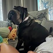 Clark joined the competition — help win amazing prizes! dog, black_dog, pet, animal, sitting, couch, sofa, indoors, living_room, curtains, pillows, plush_toy, skeleton_cushion, collar, leash, black_fur, portrait, cozy, human_leg, hand