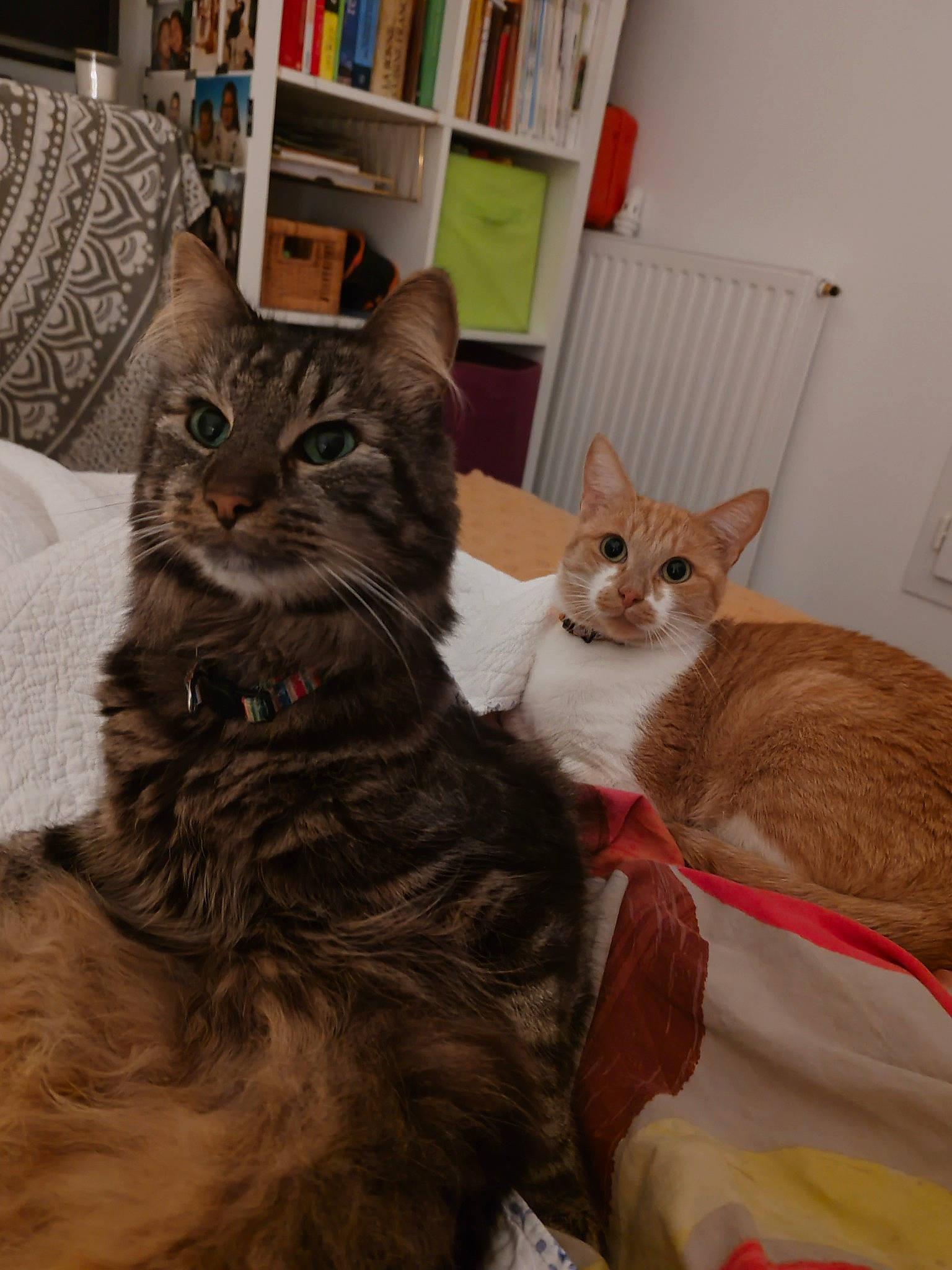 Léon a rejoint le concours — aidez-le/la à gagner de superbes lots ! bed, bookcase, carnivore, cat, claw, comfort, domestic_short_haired_cat, fawn, felidae, fur, mammal, paw, pet_supply, publication, shelf, shelving, small_to_medium_sized_cats, tail, vertebrate, whiskers