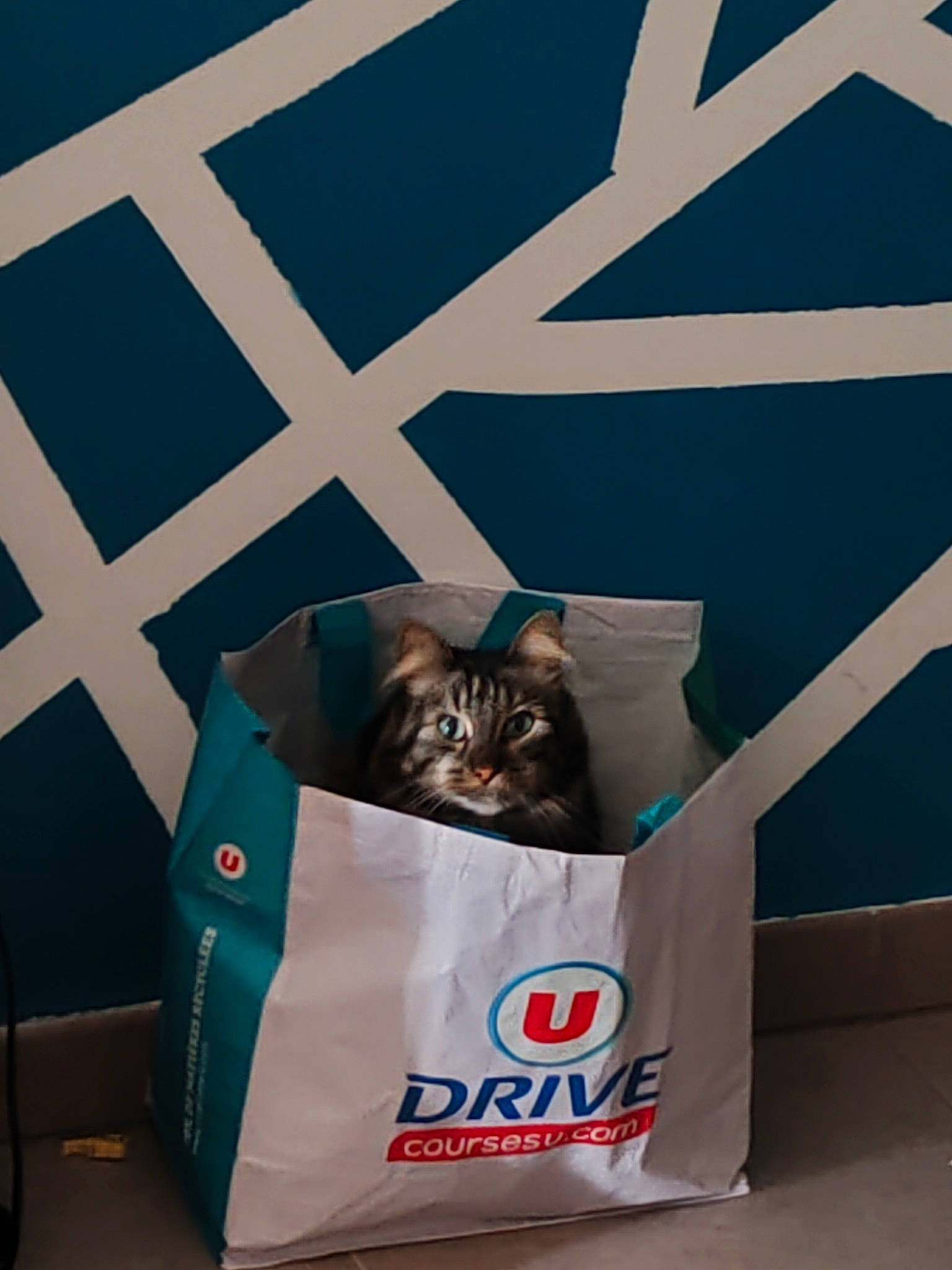 Léon participe au concours pour gagner de l'argent avec cette photo : automotive_tire, bag, box, cardboard, carnivore, carton, cat, domestic_short_haired_cat, electric_blue, felidae, font, luggage_and_bags, packaging_and_labeling, pattern, room, shipping_box, small_to_medium_sized_cats, tail, wheel, whiskers