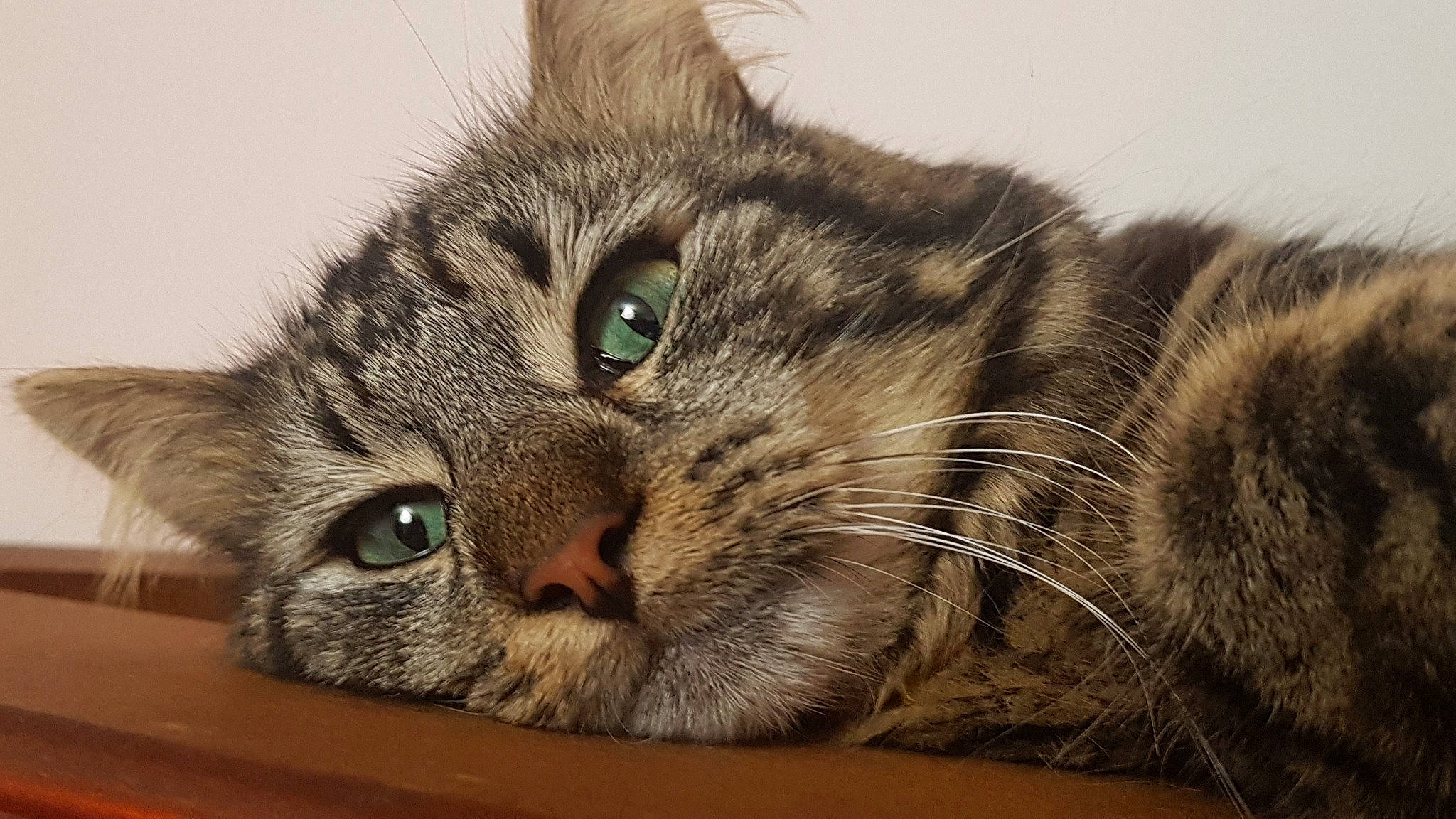 Léon participe au concours pour gagner de l'argent avec cette photo : american_curl, american_shorthair, asian, california_spangled, carnivore, cat, close_up, domestic_short_haired_cat, dragon_li, european_shorthair, eye, felidae, fur, mammal, nose, siberian, small_to_medium_sized_cats, snout, tabby_cat, whiskers