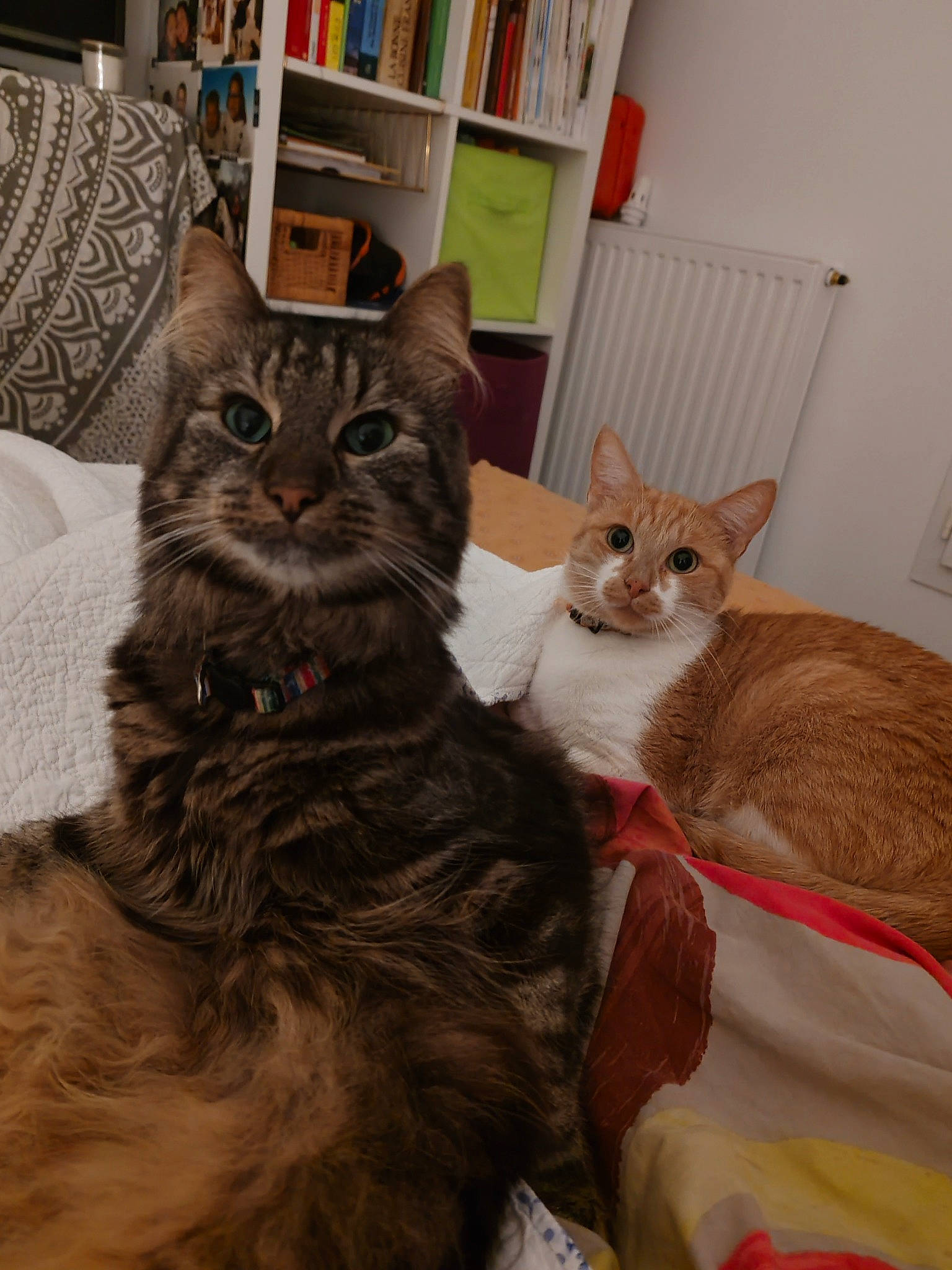 Odile a rejoint le concours — aidez-le/la à gagner de superbes lots ! bed, bookcase, carnivore, cat, claw, comfort, domestic_short_haired_cat, fawn, felidae, fur, mammal, paw, room, shelf, shelving, small_to_medium_sized_cats, tail, vertebrate, whiskers, window