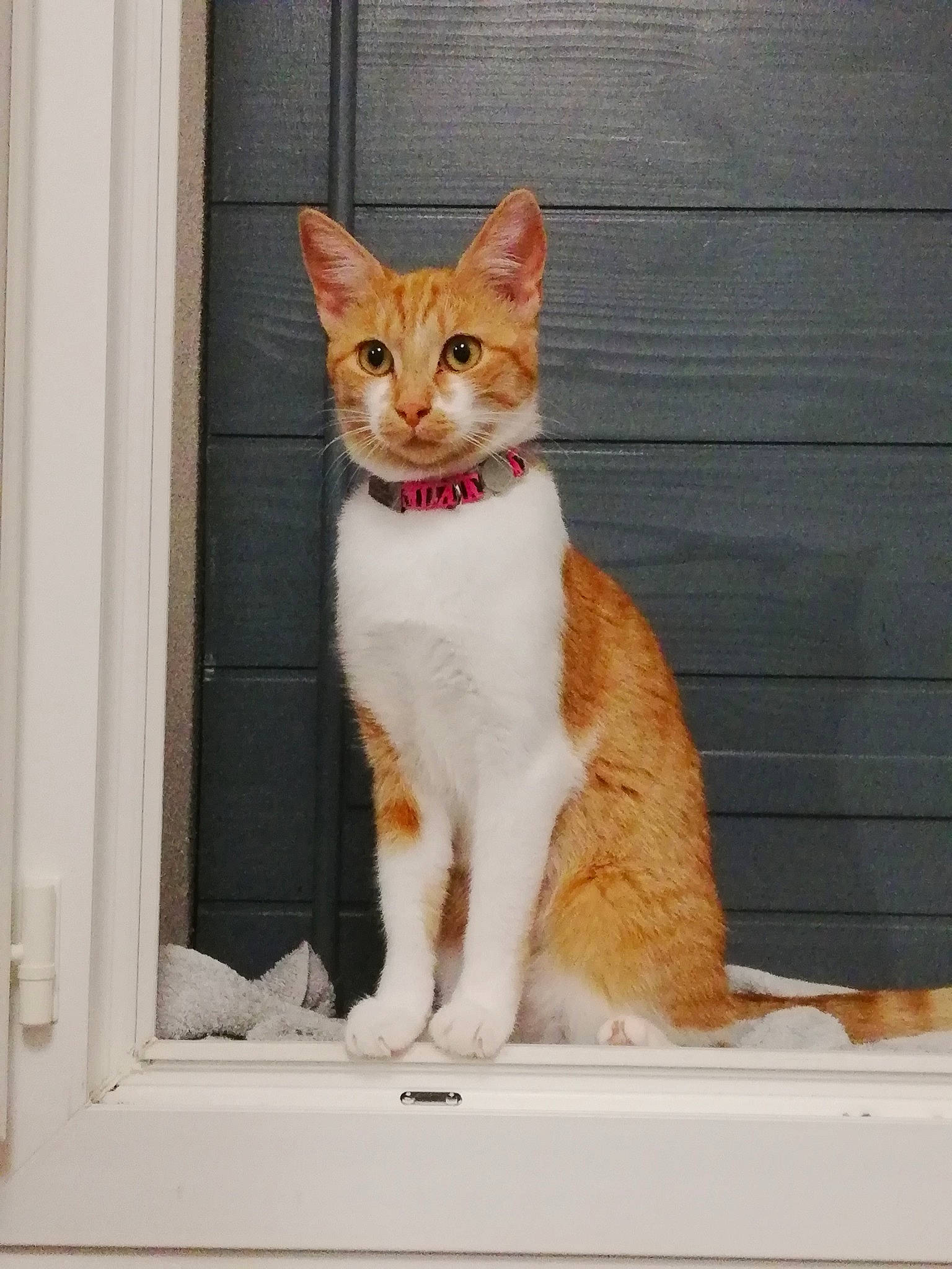 Odile a rejoint le concours — aidez-le/la à gagner de superbes lots ! art, carnivore, cat, domestic_short_haired_cat, fawn, felidae, fixture, fur, paw, rectangle, small_to_medium_sized_cats, snout, tail, terrestrial_animal, whiskers, window, windshield, wood