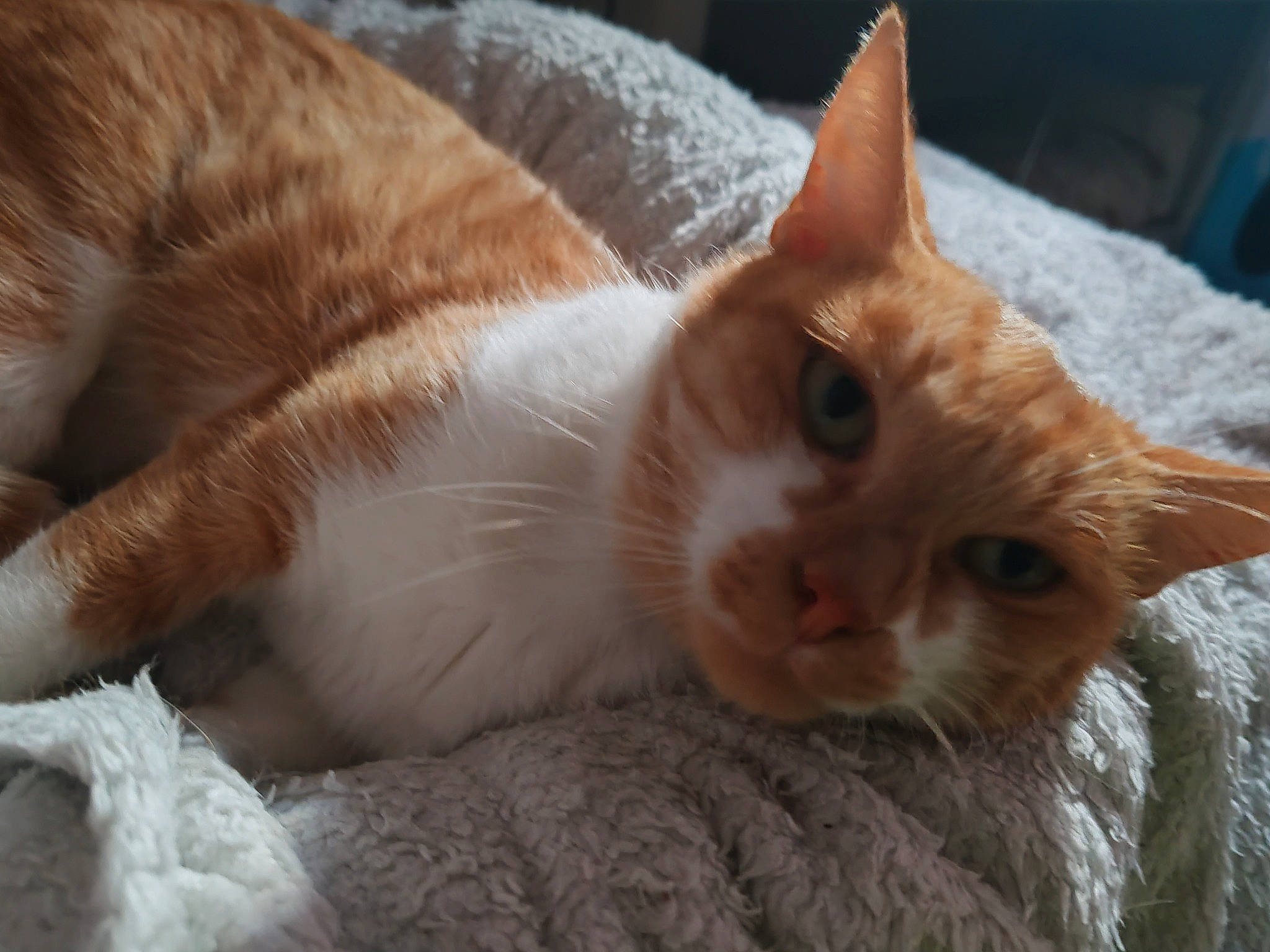 Odile a rejoint le concours — aidez-le/la à gagner de superbes lots ! carnivore, cat, claw, comfort, domestic_short_haired_cat, eye, fawn, felidae, fur, paw, small_to_medium_sized_cats, snout, tail, whiskers, wood