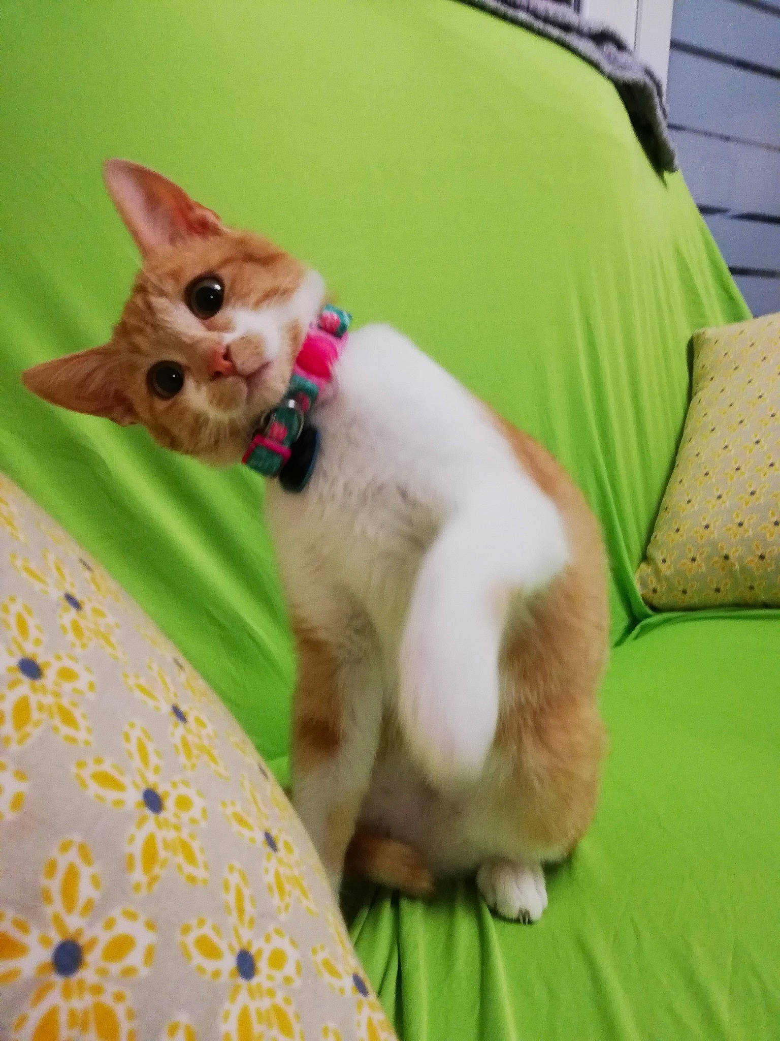 Odile participe au concours pour gagner de l'argent avec cette photo : asian, carnivore, cat, cornish_rex, devon_rex, fawn, felidae, german_rex, kitten, mammal, singapura, small_to_medium_sized_cats, tail, vertebrate, whiskers