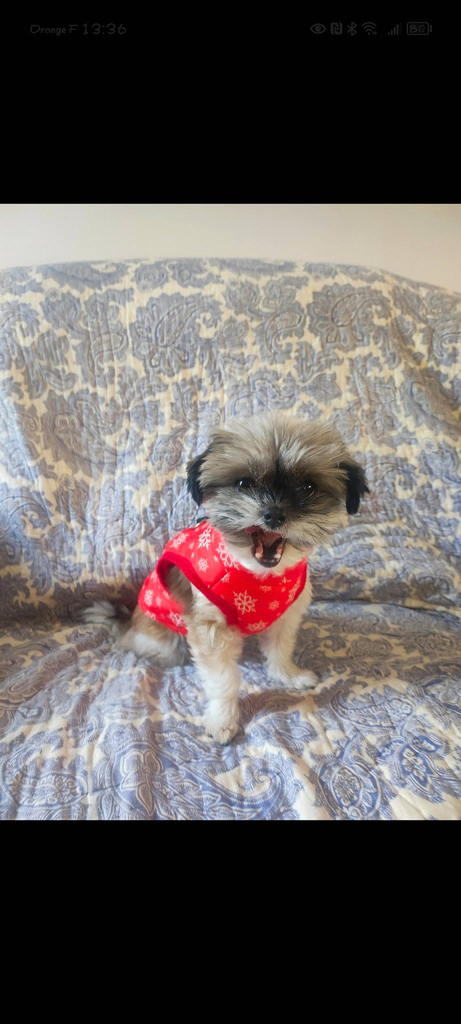 Romi a rejoint le concours — aidez-le/la à gagner de superbes lots ! ancient_dog_breeds, canidae, carnivore, companion_dog, dog, dog_breed, dog_clothes, dog_supply, fawn, fur, liver, maltepoo, puppy, shih_tzu, small_terrier, snout, sporting_group, terrier, toy_dog, working_animal