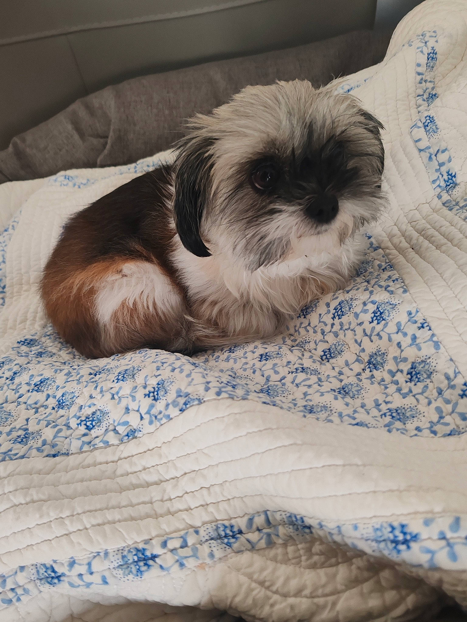 Romi a rejoint le concours — aidez-le/la à gagner de superbes lots ! canidae, carnivore, comfort, companion_dog, dog, dog_bed, dog_breed, dog_supply, fawn, fur, linens, liver, pet_supply, shih_tzu, small_terrier, snout, sporting_group, terrier, toy_dog, working_animal