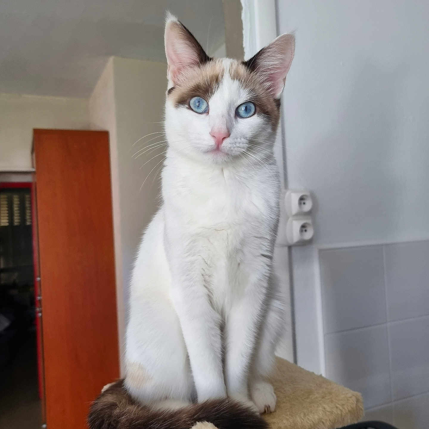 Nala participe au concours pour gagner de l'argent avec cette photo : abyssinian, accessories, angora, animal, architecture, building, cat, chair, door, furniture, hardwood, indoors, kitten, manx, pet, plywood, shelf, siamese, strap, wood