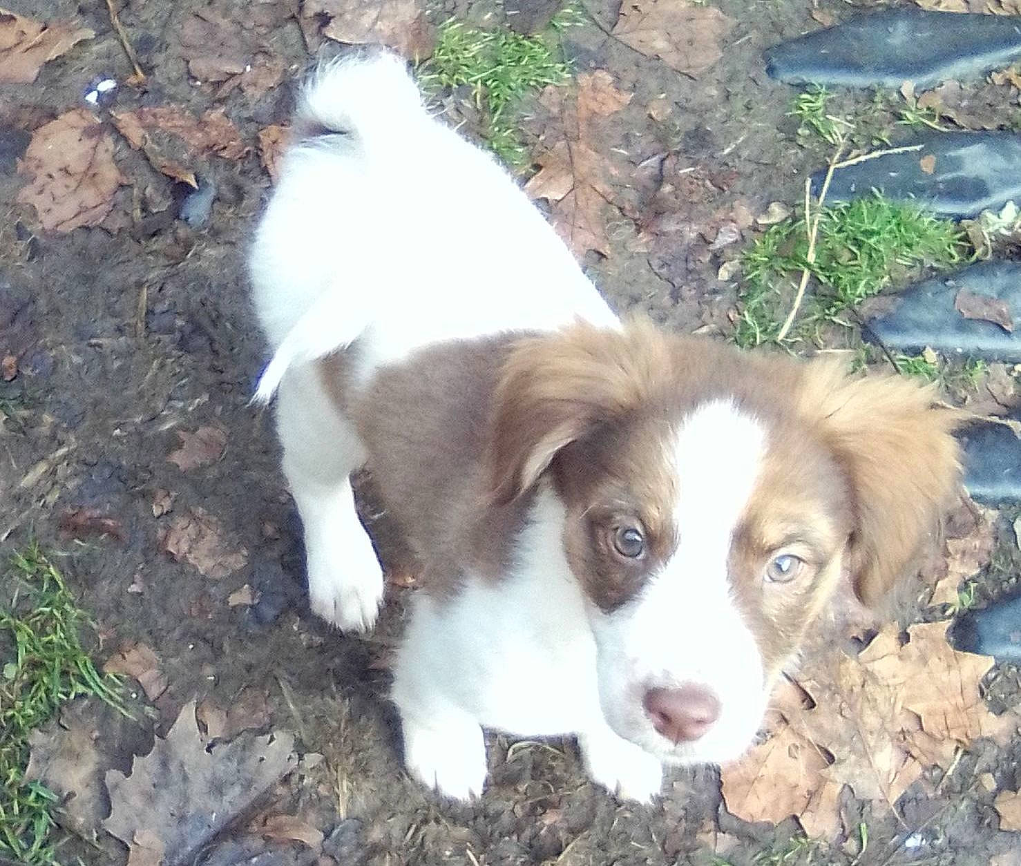 Prissy joined the competition — help win amazing prizes! bored, canidae, carnivore, companion_dog, dog, dog_breed, fawn, fur, grass, gun_dog, liver, puppy, snout, soil, sporting_group, terrestrial_animal, toy_dog, working_animal